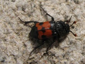 Burying Beetle